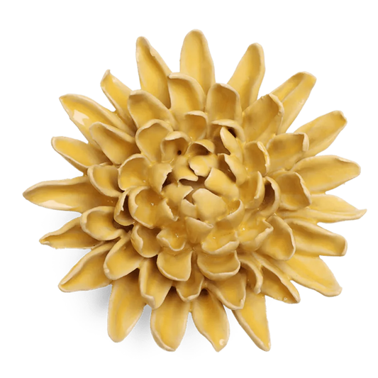 Smjörgul Krysanthemum