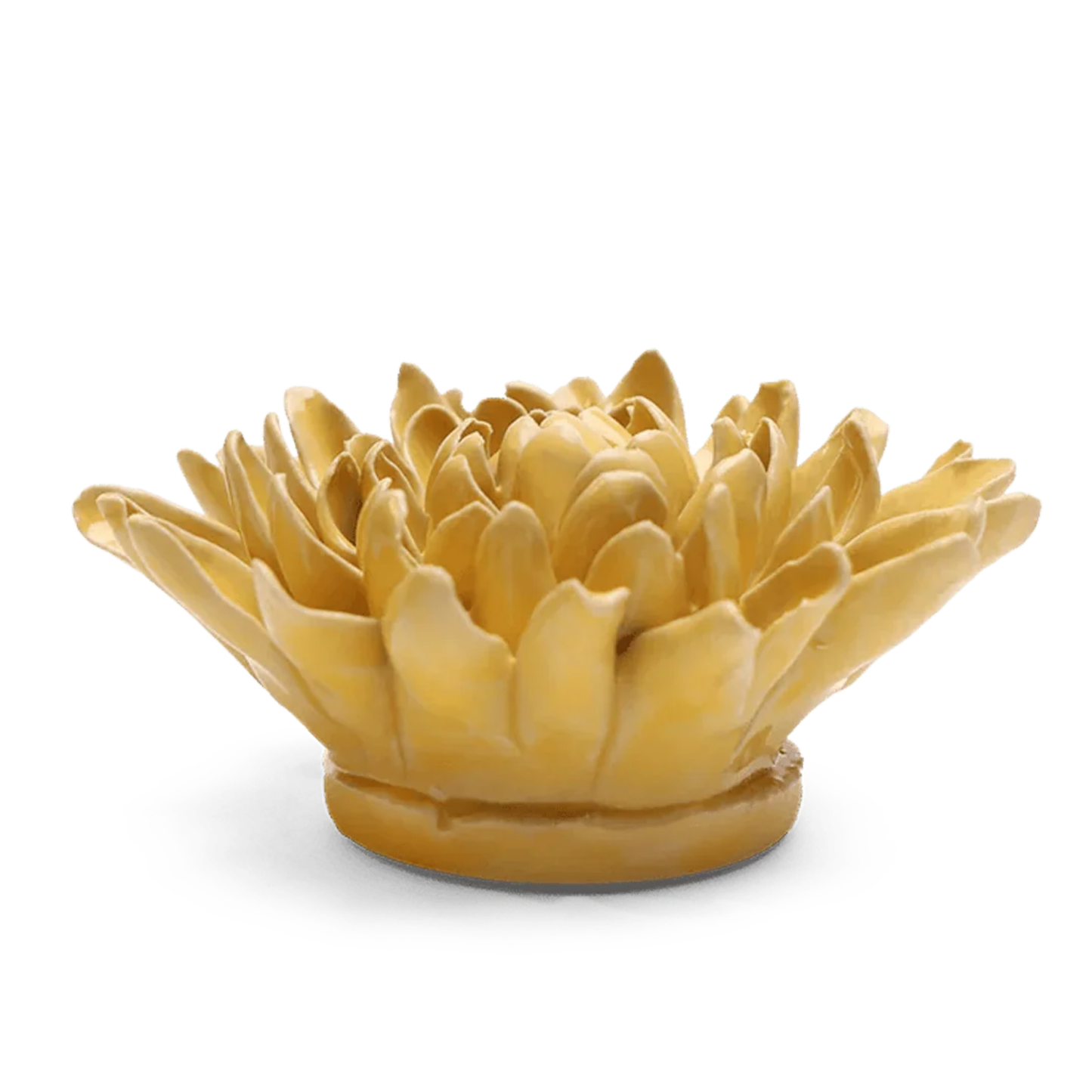 Smjörgul Krysanthemum